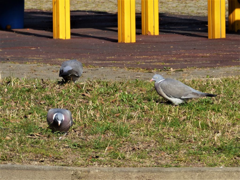 3 Colombacci (Columba palumbus)